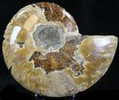Agatized Ammonite Fossil (Half) #32461-1